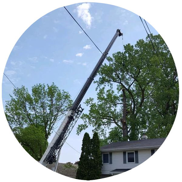Hazardous Tree Removal by Power Lines in Appleton WIsconsin