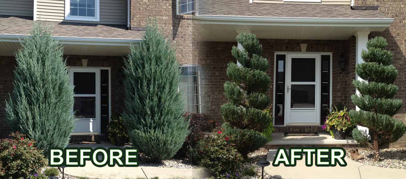 Remi's Tree Service Pruning trees in Appleton Wisconsin