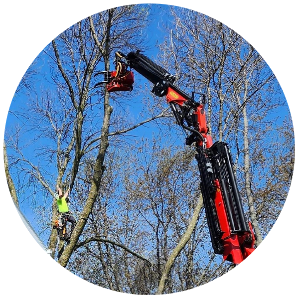Tree Service Specials In Appleton Wisconsin