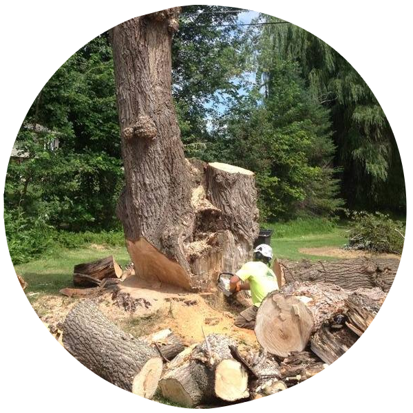 Tree Service Specials In Appleton Wisconsin