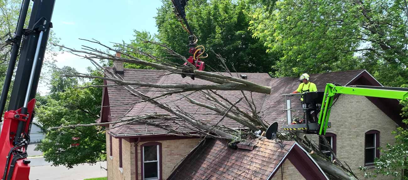 Appleton Tree Service Remis Tree Service