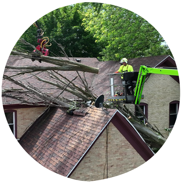 Hazardous Tree Removal Appleton Wisconsin