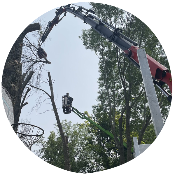 tree removal close to the house hazardous tree removal Appleton Wisconsin
