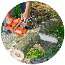 Appleton Tree cutting service Free Tree removal Quotes