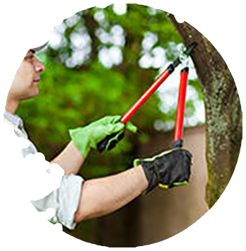 tree Pruning and tree health in Appleton Wisconsin